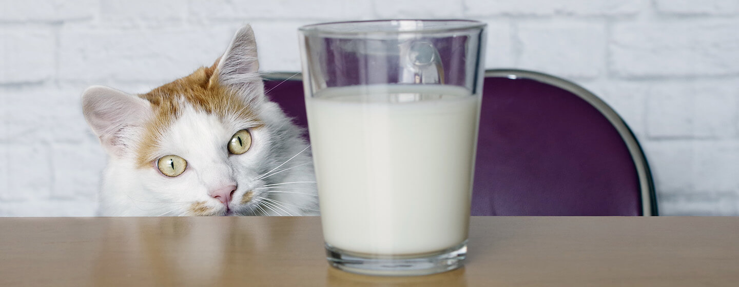 Milk Cat